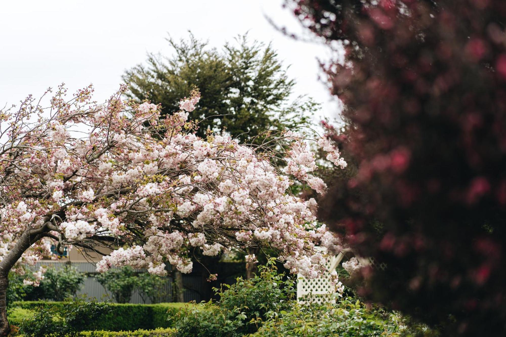 Brackenridge Country Retreat & Spa Martinborough Εξωτερικό φωτογραφία